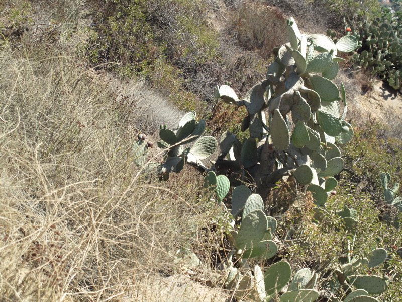 runyon-04