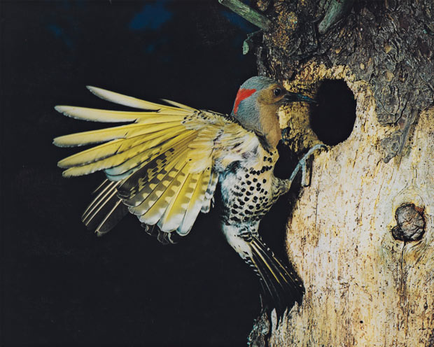 Eastern Flicker, Flying, Great Spruce Head Island, Maine, July 22, 1968 by Eliot Porter.